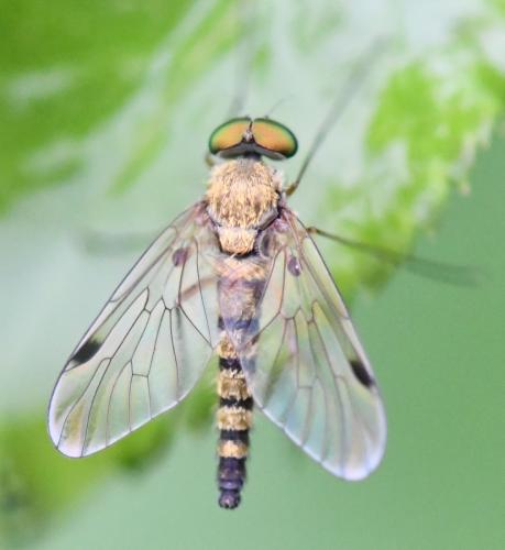 Réf. 284 512 : Chrysopilus asiliformis